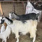 معزاء جنوبيه متابيع