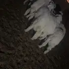 طليان ذبايح نظيفه