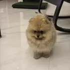 Pomeranian Puppy Teddy Face أنثى بومرينيان تيدي فيس