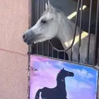مهره العمر سنه ونص