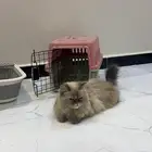 قطه