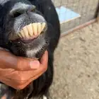 تم البيع. عنز والد معها 2 جفار