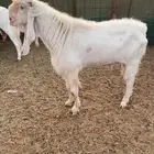 فحل هولندي