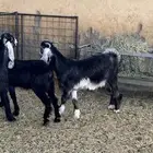 تيوس مخاصي