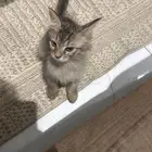 3 قطط ذكور للتبني