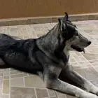 كلب هاسكي أنثى