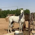 حصان اصفر للبيع