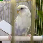 طير بادجي