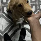 كلب قولدن اليف