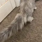 قطه اليفه و لعوبه السوم 150