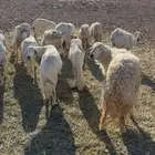 غنم حريات عدد 20 بفحلها تحتها 11 وفيها 8 دفيع