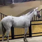 حصان سبوق