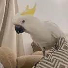 بغبغاء الكوكاتو سلفر