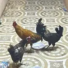 ديك ودجاجتين للبيع