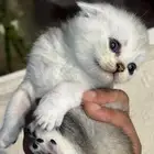 كيتن بيور سكوتش