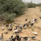 بط بلدي مع مسكوفي العدد تقريبا  50 أنثى و 6 ذكور الصحه شرط