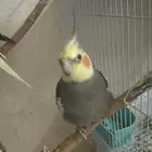 طيور كروان وروز للبيع مع القفص