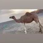 ناقه للبيع