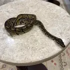 بول بايثون