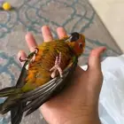 فرخ صن كنيور هدد نهايه فطام