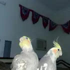 بغباء كوكتيل اليف كلها الاثنين