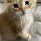 قطط للتبني ( مجموعه جديدة )
