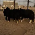 نجد للبيع