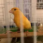 كناري