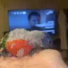 فرخ ببغاء لوري رينبو