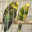 جوز طيور للبيع مع ملحقاتها