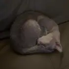 انثى للتبني