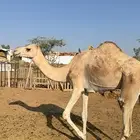 بكره للبيع