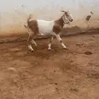 جفار ضرايب منوة للقاني