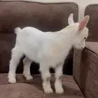 ماعز قزم تيس