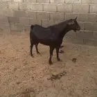 تيس سديس احص مشروط