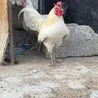 ديك عربي اصيل