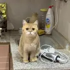 تبني سكوتش ستريت