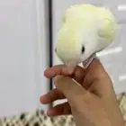 روز إينو اليف