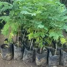 للبيع شتلات بسعر الجمله 5 و 7 ريال فقط
