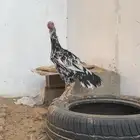 دجاجه سنديه