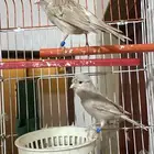 كناري سوري