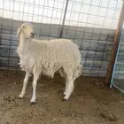 حايل حيل للبيع