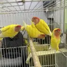 6 حبات روز للبيع