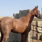 حصان حصان كفو