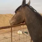 مهر شعبي للبيع