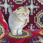 أفخم كيتن سكوتش فولد بيور (45 يوم)