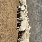 غنم تامات سمان وفيها دفيع