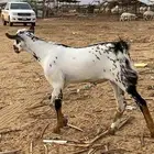 مشروع تيس امرخ بيشي