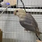 روز أليف