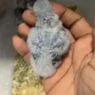 عرض فروخ روز ب100الحبه